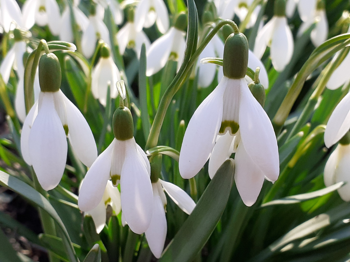 Галантус (Galanthus)