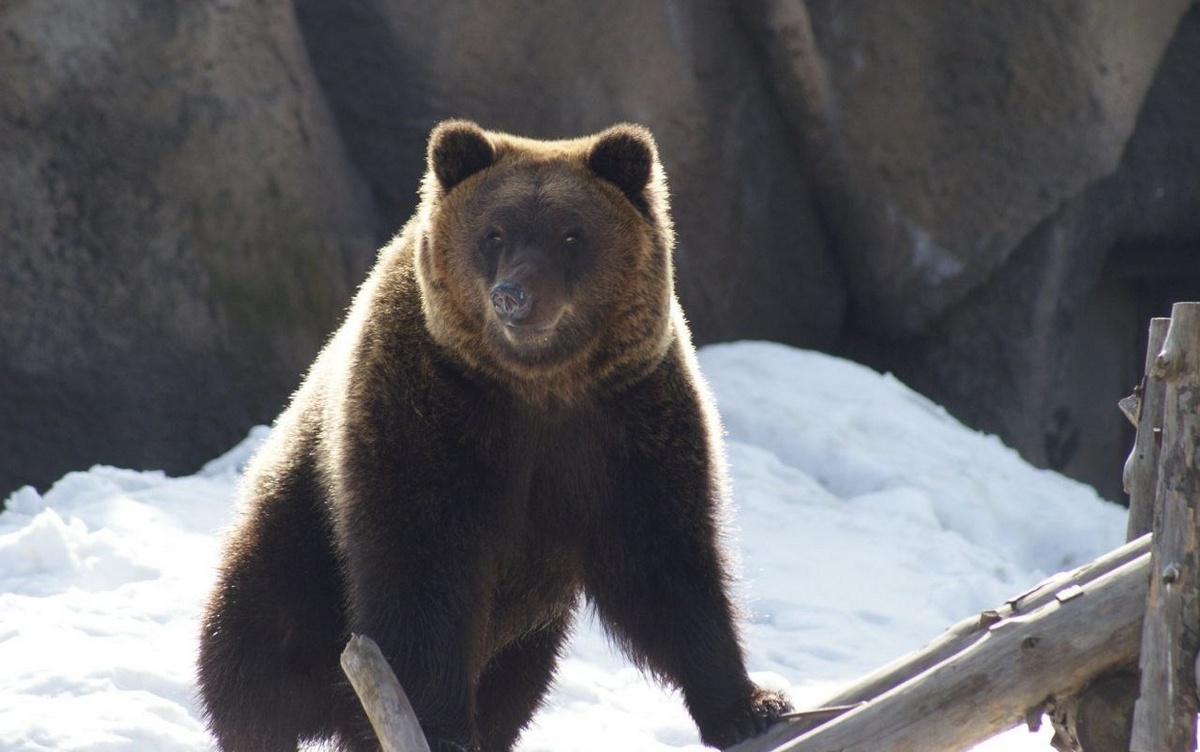    Бурый медведь Гоша вышел из зимнего сна в зоопарке Ижевска