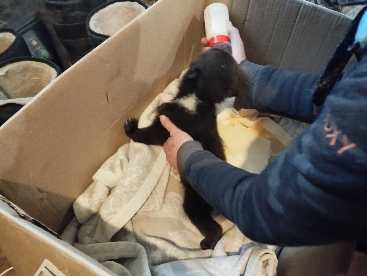    Фото: РКЦентр «ВЕЛЕС»