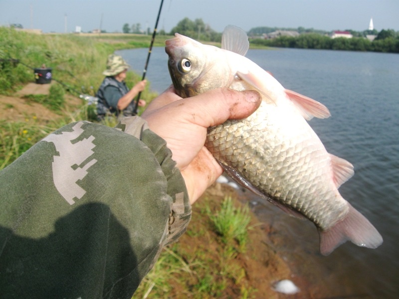 Попался, серебристый!