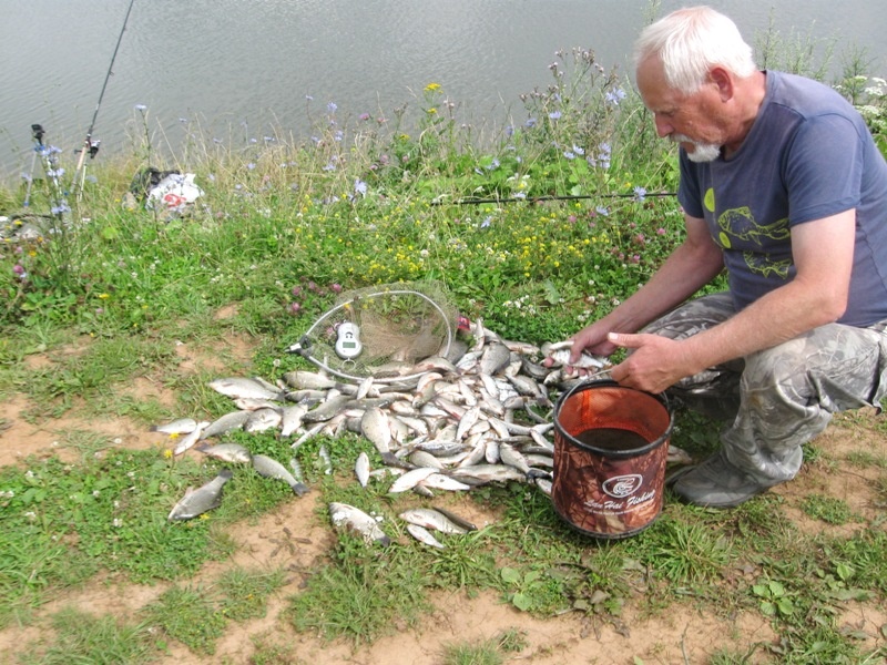 Улов карася и прудовой плотвы