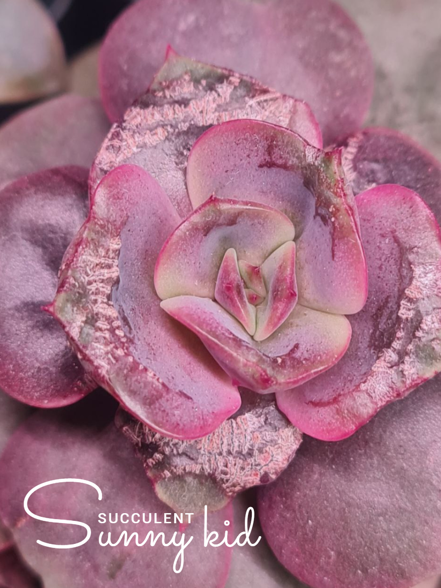 Поеденные листья эхеверии паутинным клещом. 