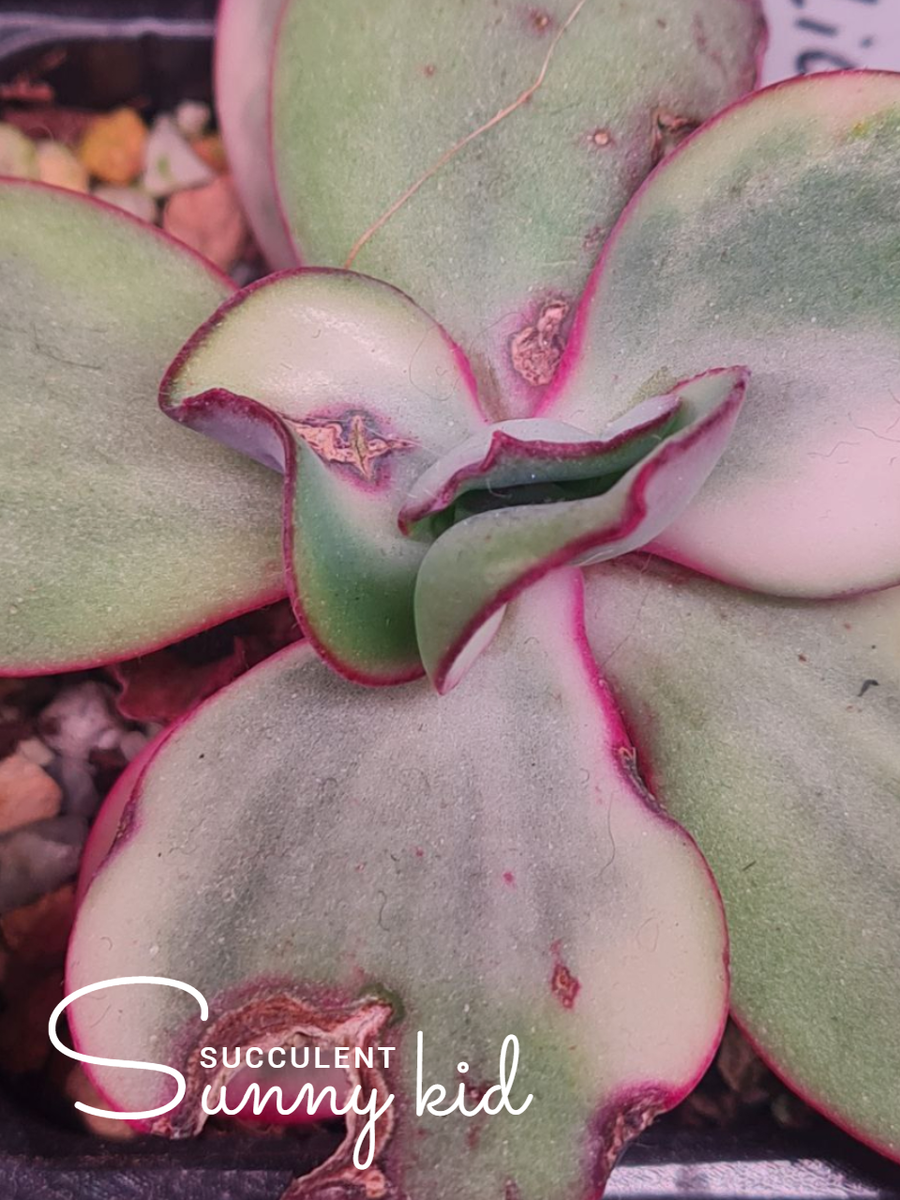 Шрамы после нападения паутинного клеща