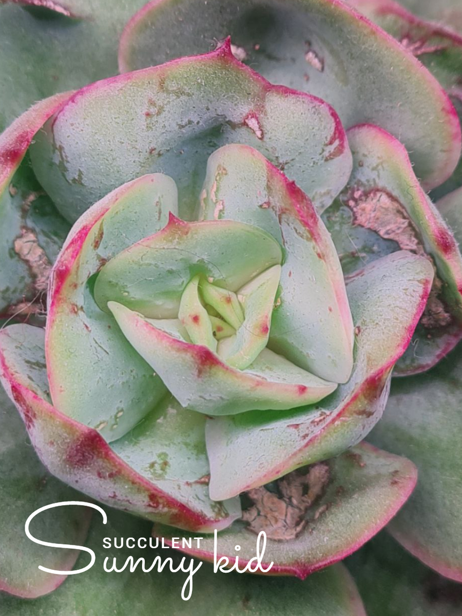 Поеденные листья эхеверии паутинным клещом. 