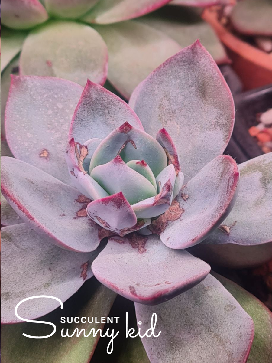 Шрамы после нападения паутинного клеща