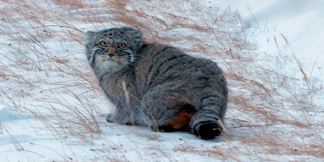 Дикий кот манул пришел на кордон в горной долине Чаган-Бургазы на Алтае