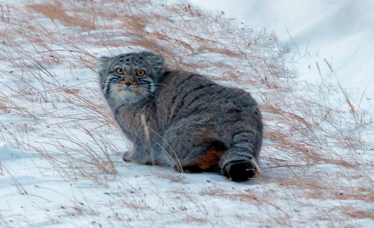 Манул на кордоне Чаган-Бургазы, хребет Сайлюгем на границе Республики Алтай с Монголией. Все фото к данной публикации сделаны Иваном Усановым в феврале 2026 г.