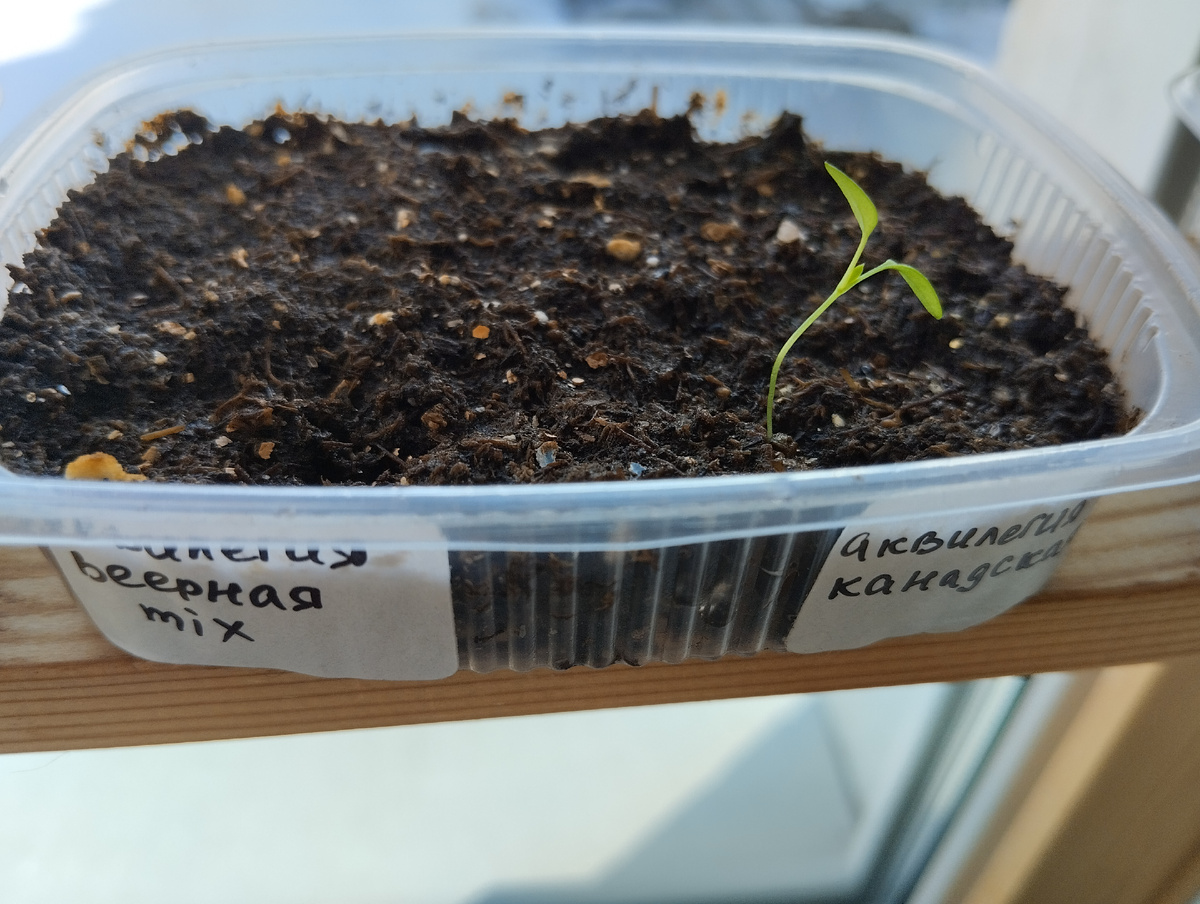 Веерную из старых семян уже и не жду...