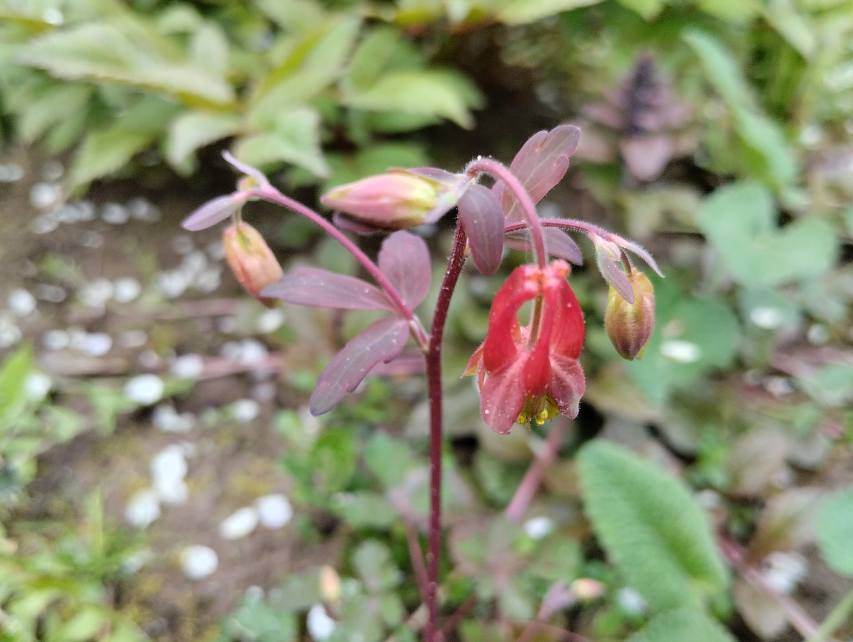 Аквилегия канадская в моём саду