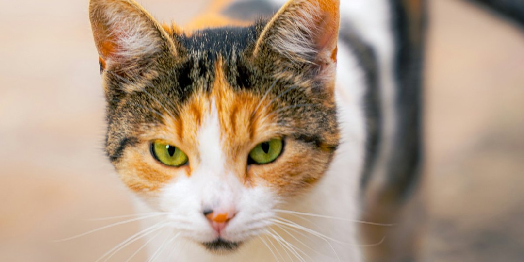 Ласковая Алиса: ей нужны лишь дом и ваша любовь