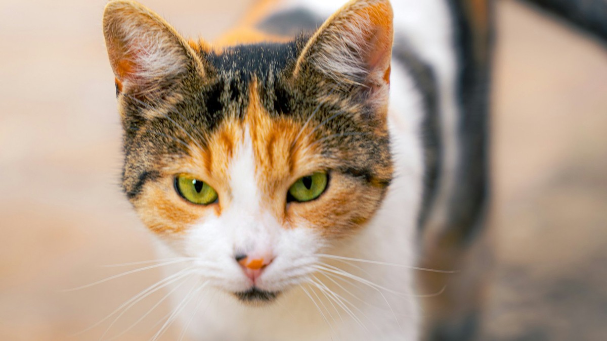    У Алисы трехцветный окрас, похожий на тот, что у этой кошки