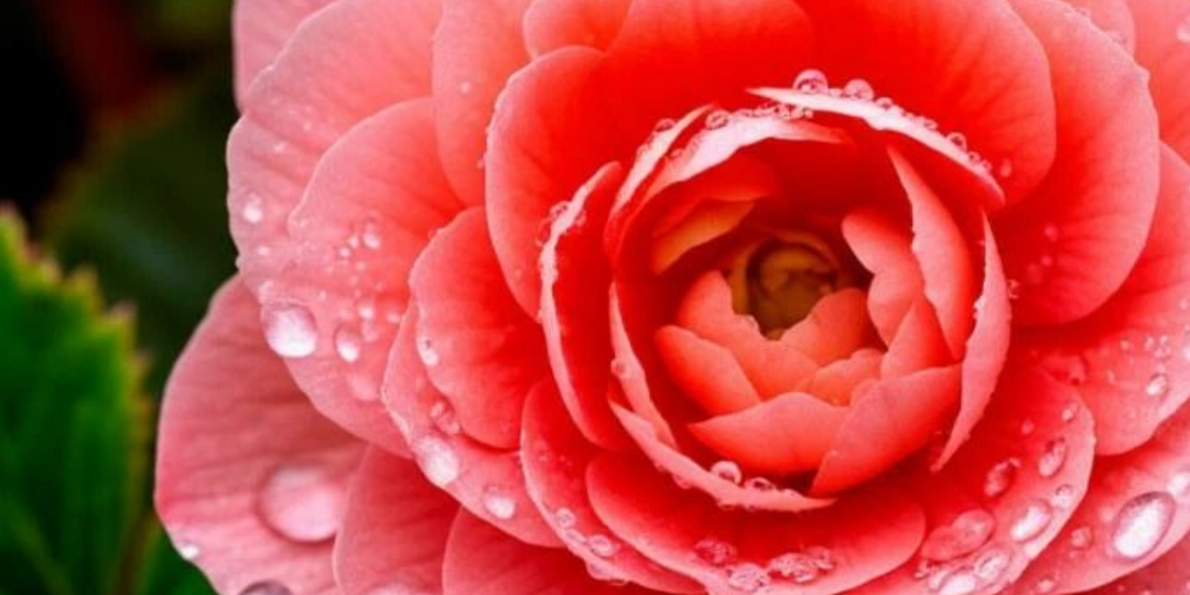 Бегония из семян и клубней: 7 лайфхаков, которые сэкономят вам месяц нервов (и несколько сотен рублей)