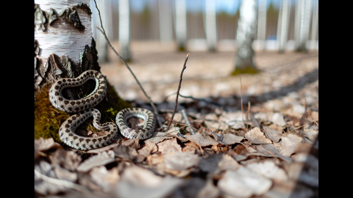    Фото - slanews.ru Елена Нижегородцева