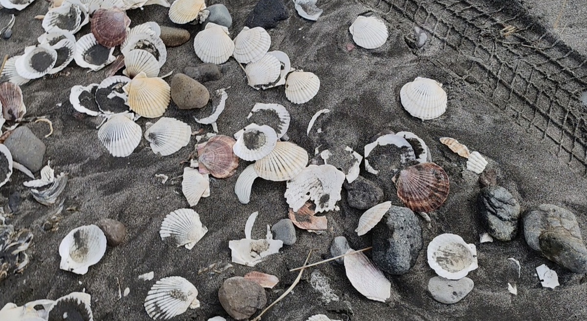 Только 10% от общей массы моллюска приходится на съедобную часть. 