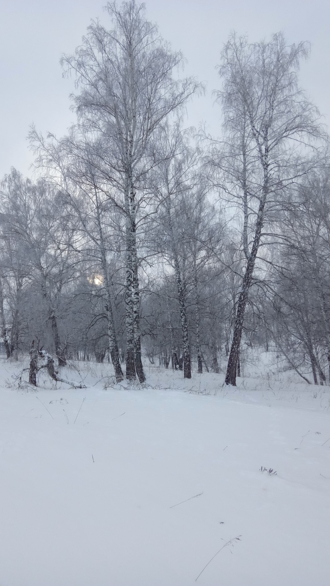 Березовая роща в с. Ключи.