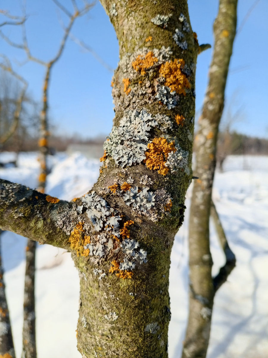 Лишайники на сливе