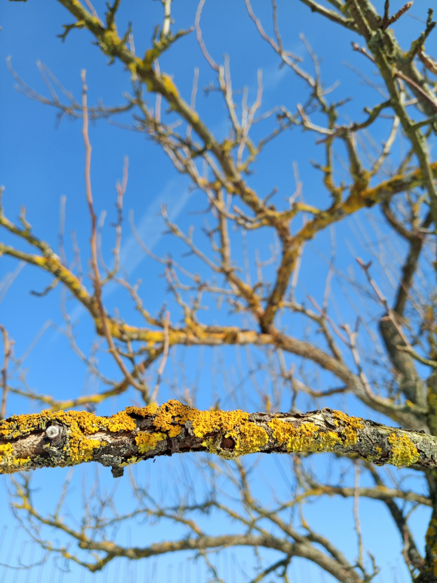 Лишайники на старых ветках груши