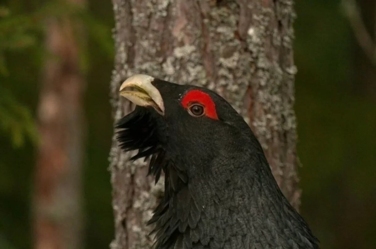    Глухари рисуют на снегу таинственные знаки в Ленобласти