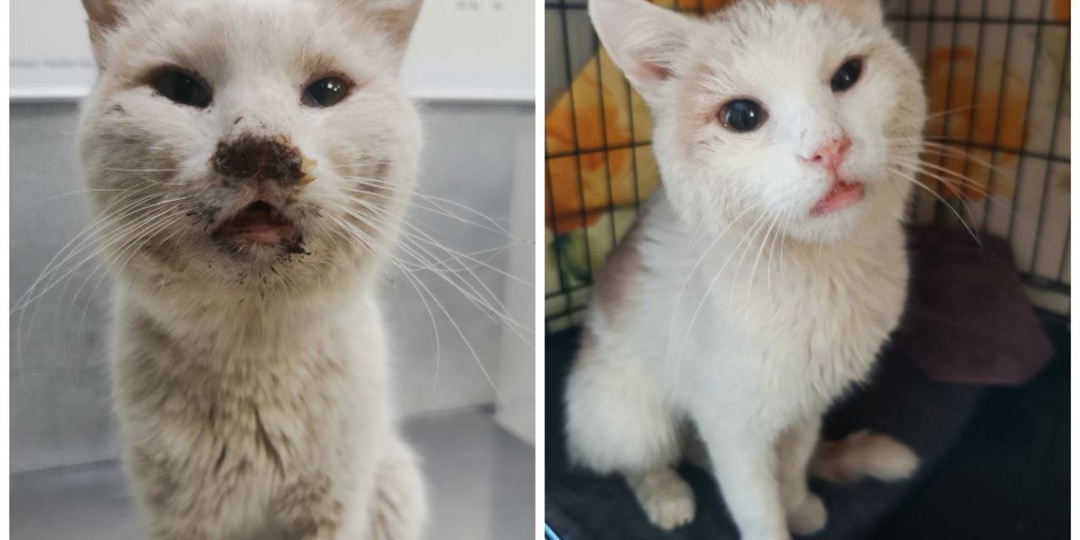 😿 Сева — кот, который нашёл надежду на лестничной клетке 🙏😔