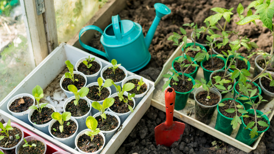 Пикировка рассады. Фото: shutterstock.com
