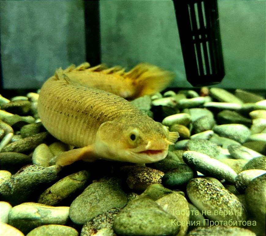 Вас приветствует Василий🐉