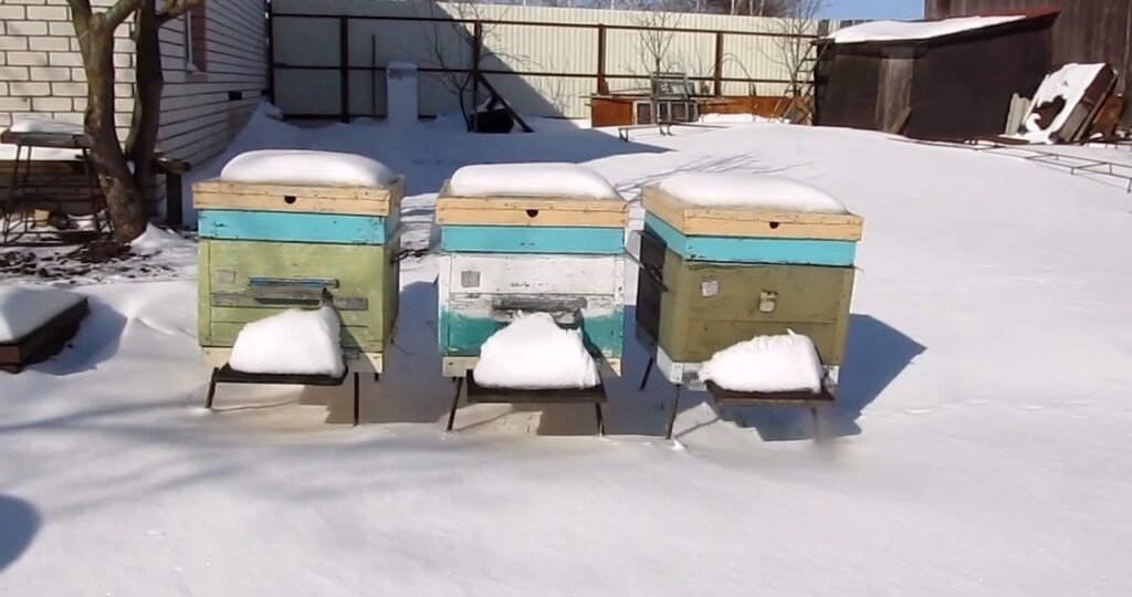 Новый пчеловодный сезон 2026: Первый облёт и планы на будущее!