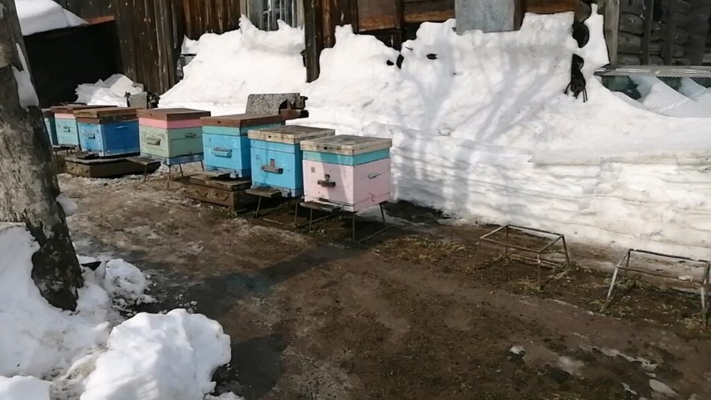 Пасека ожила.