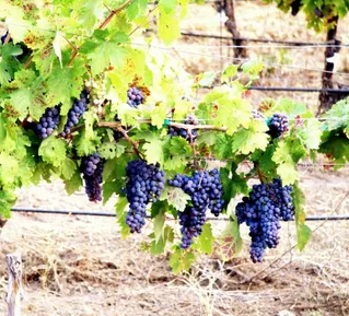 Лидеры продаж: 3 лучших сорта винограда для вашего участка
