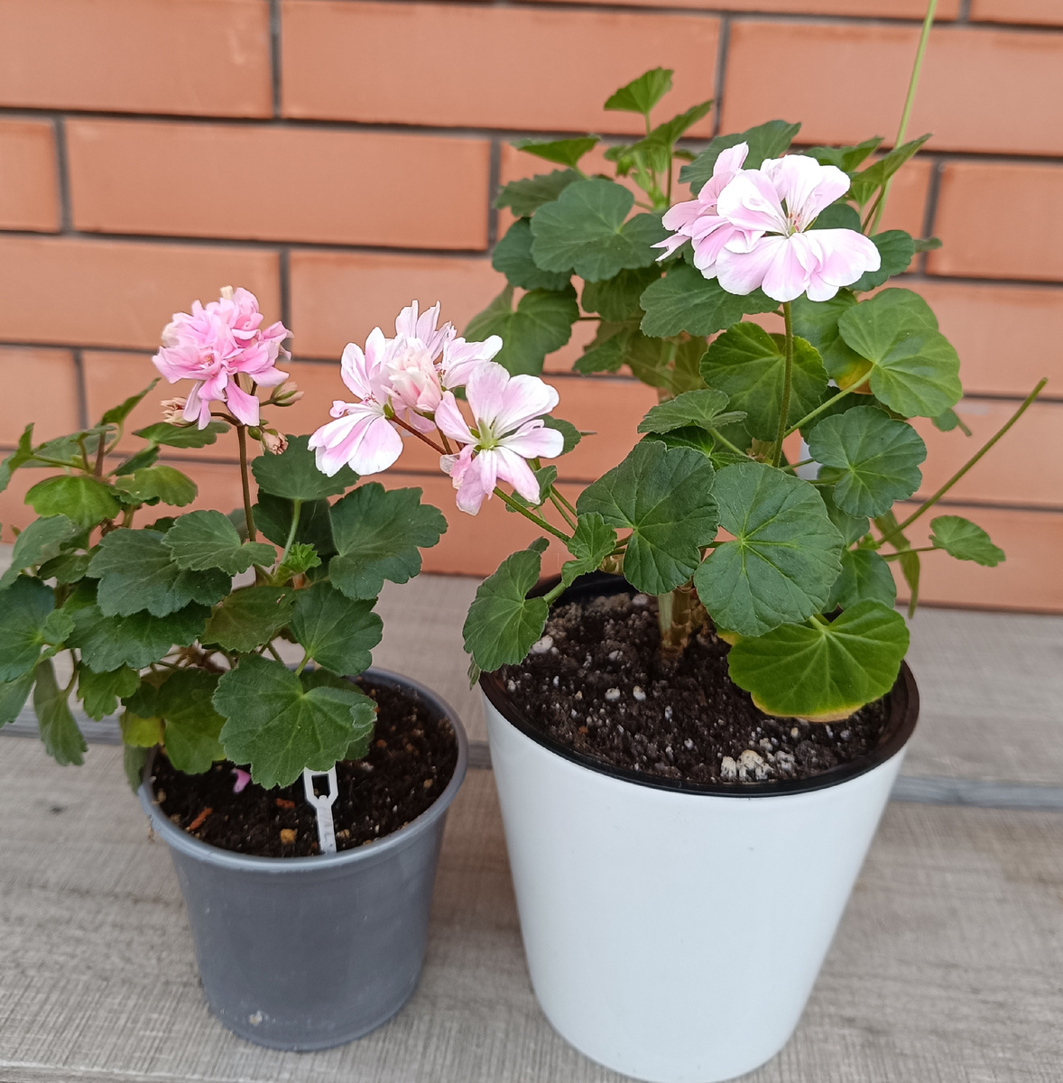 Слева Pink Ice в горшочке 0.3л. Справа Saga в горшке 1л