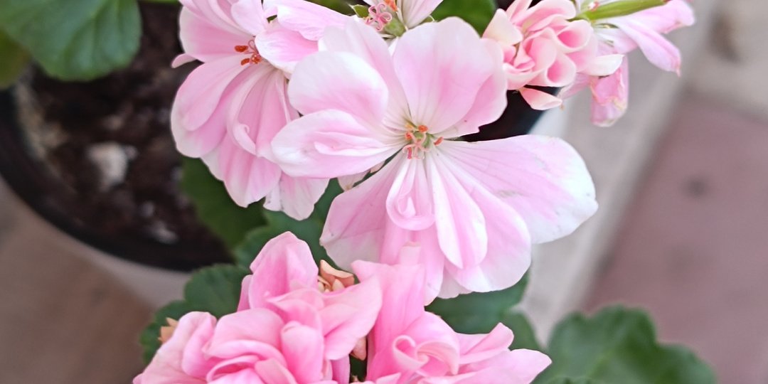 Сравнение сортов Saga и Pink Ice