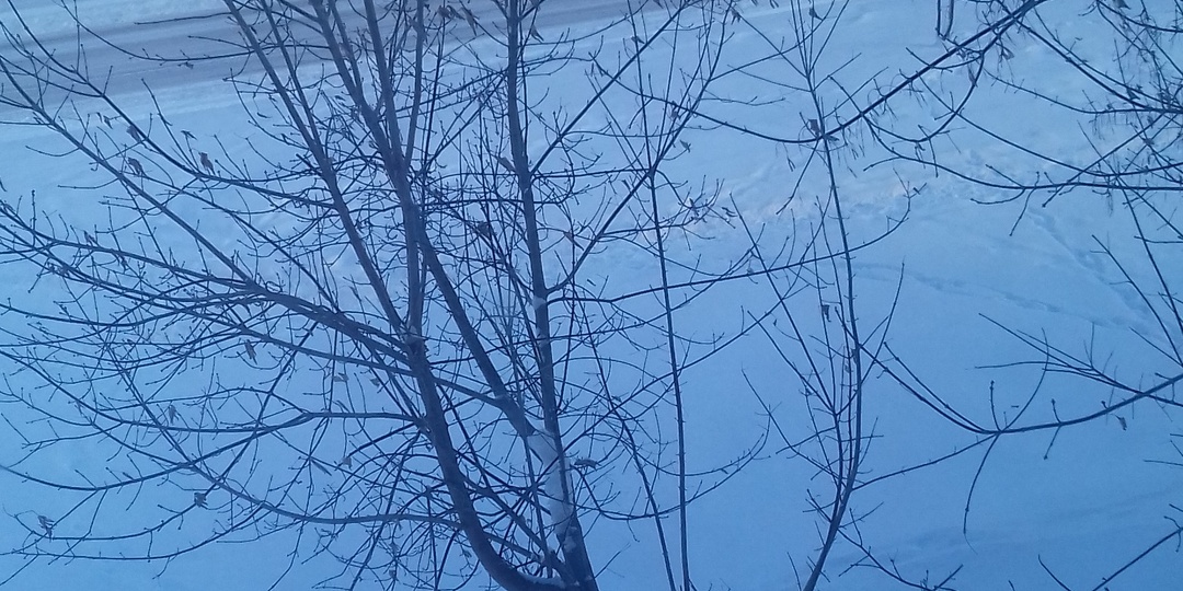 Метель и ветер в Красноярске...