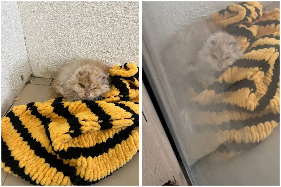    Кот не двигался, не мог даже подняться на лапы. Фото: предоставлено Полиной Филатовой