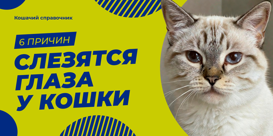 Слезятся глаза у кошки: 6 причин — от пыли до серьёзной инфекции