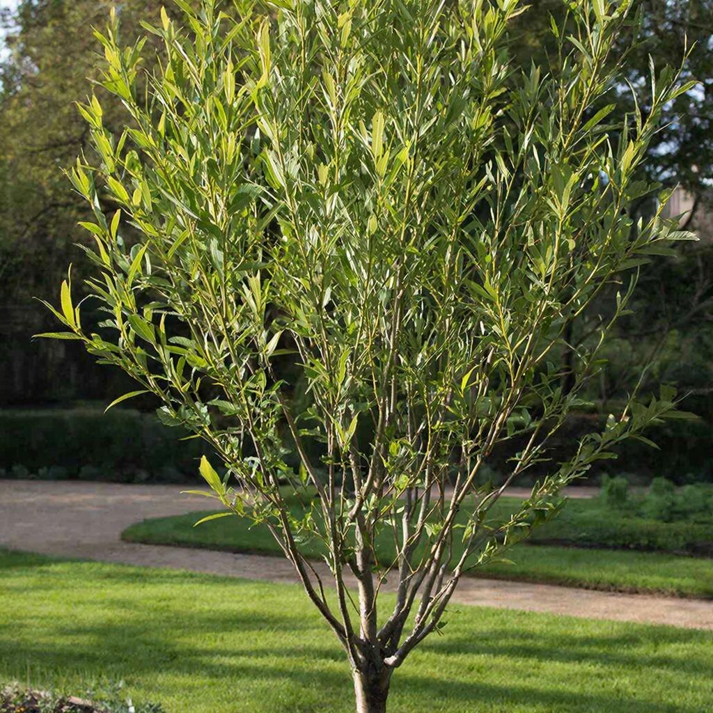 Ива остролистная (Salix acutifolia) — быстро растёт, легко формируется.