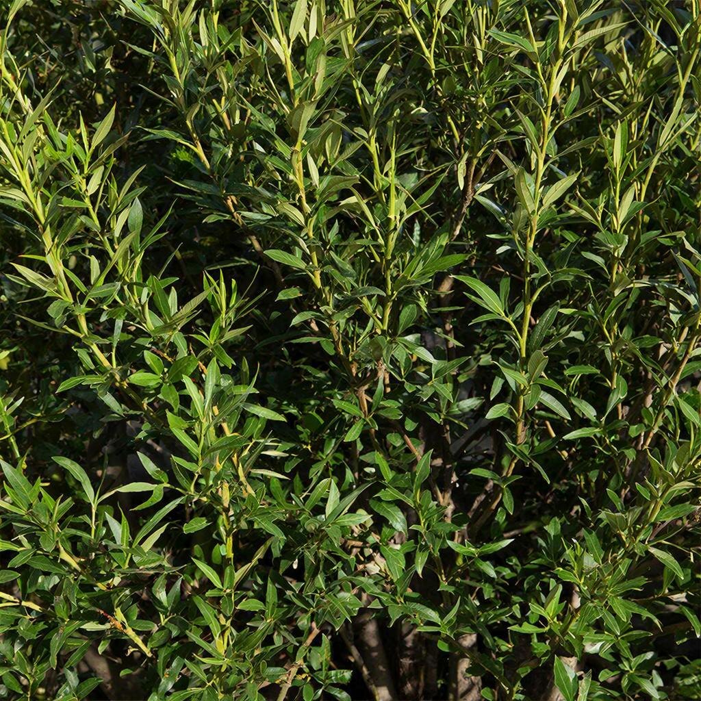 Ива остролистная (Salix acutifolia) — идеальный выбор для живой изгороди. Быстро растёт и легко формируется!