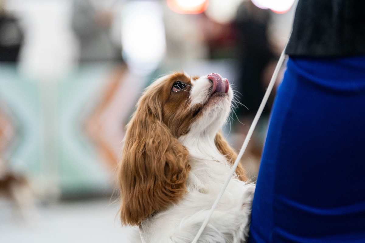 Течка — естественная часть репродуктивного цикла у собаки. Фото: Александр Плонский / «Питомцы».
