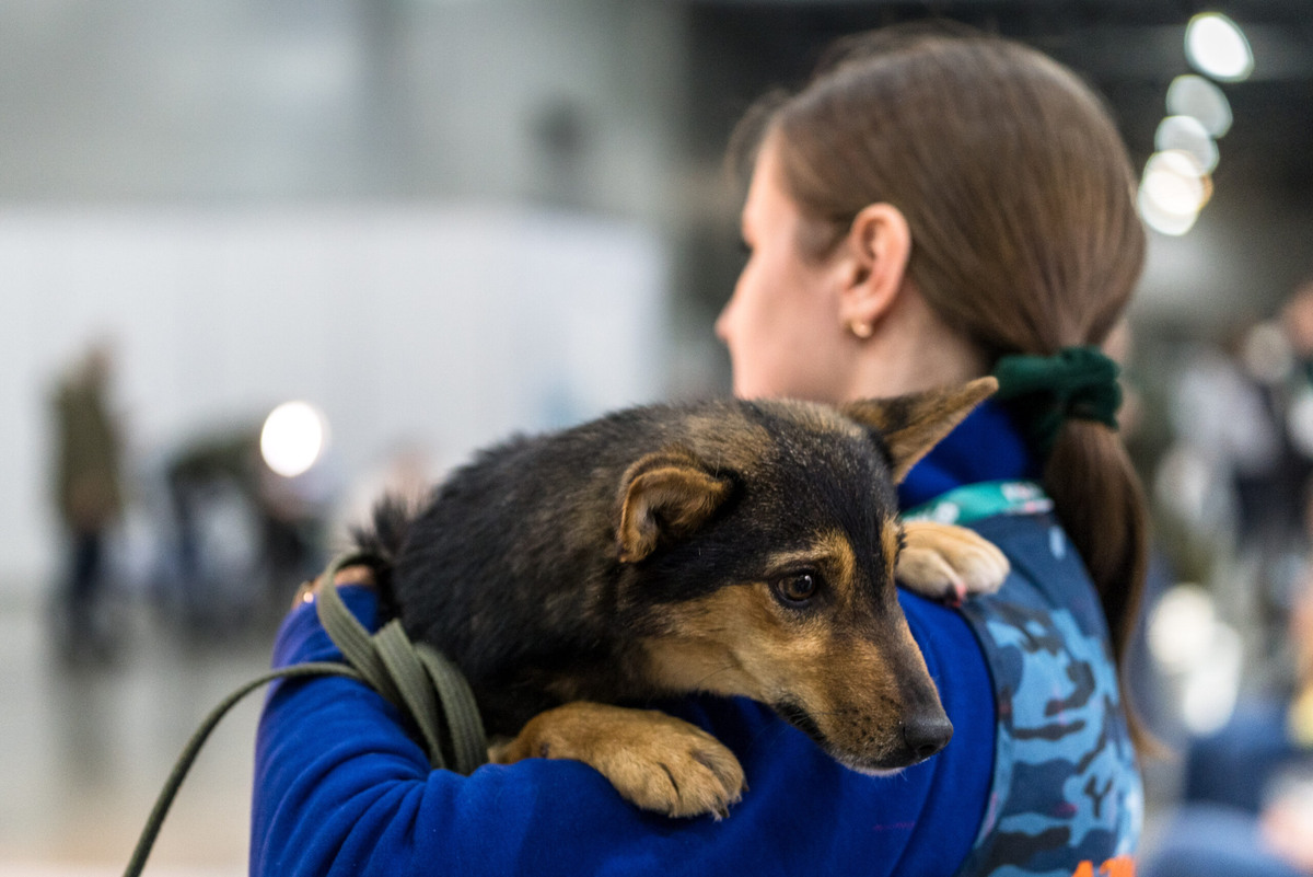 Во время течки собаки становятся чувствительными к запахам и феромонам самцов. Фото: Александр Плонский / "Питомцы"
