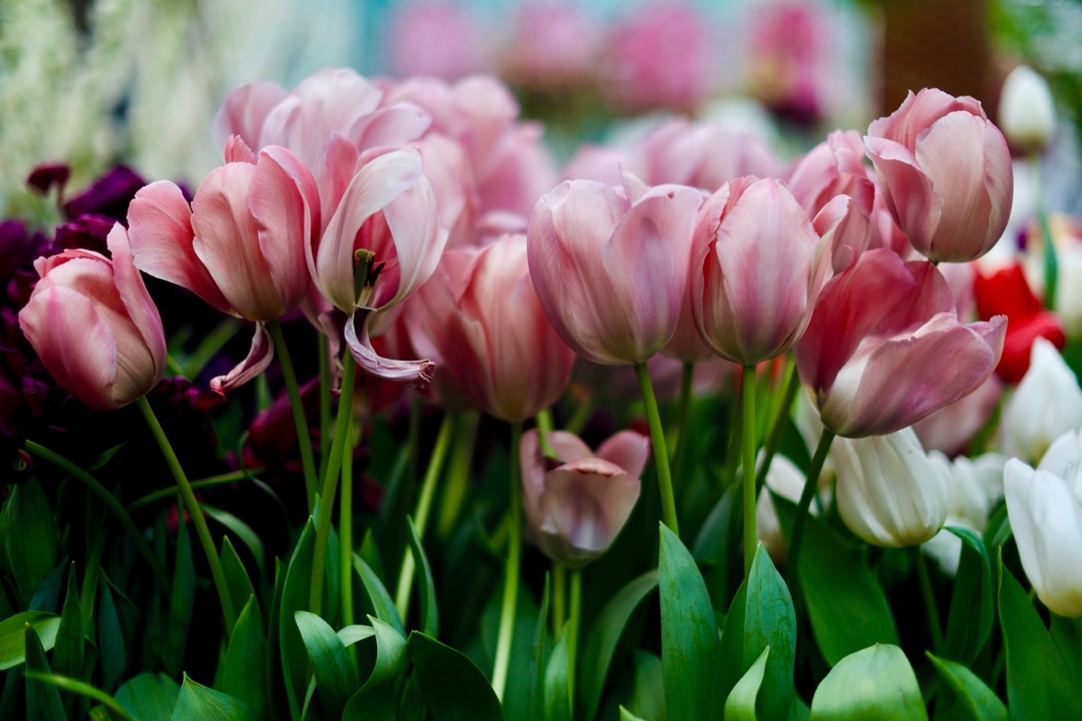    Арина Степенная