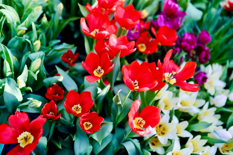    Фотограф Арина Степенная прислала в Карелию цветочную весну из МосквыАрина Степенная