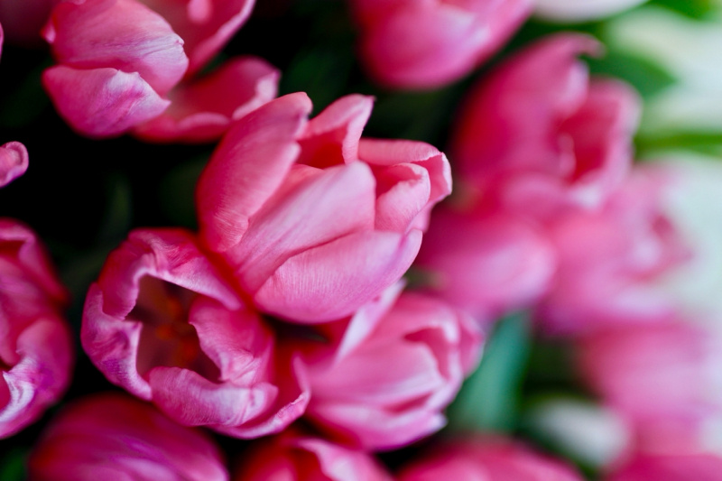    Фотограф Арина Степенная прислала в Карелию цветочную весну из МосквыАрина Степенная