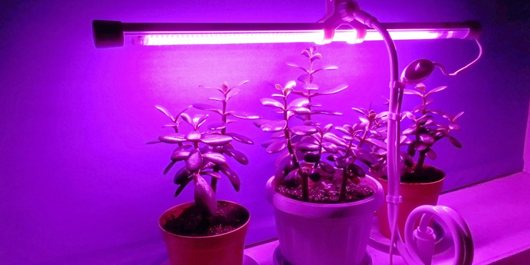 ✅Все про Рассаду🌱