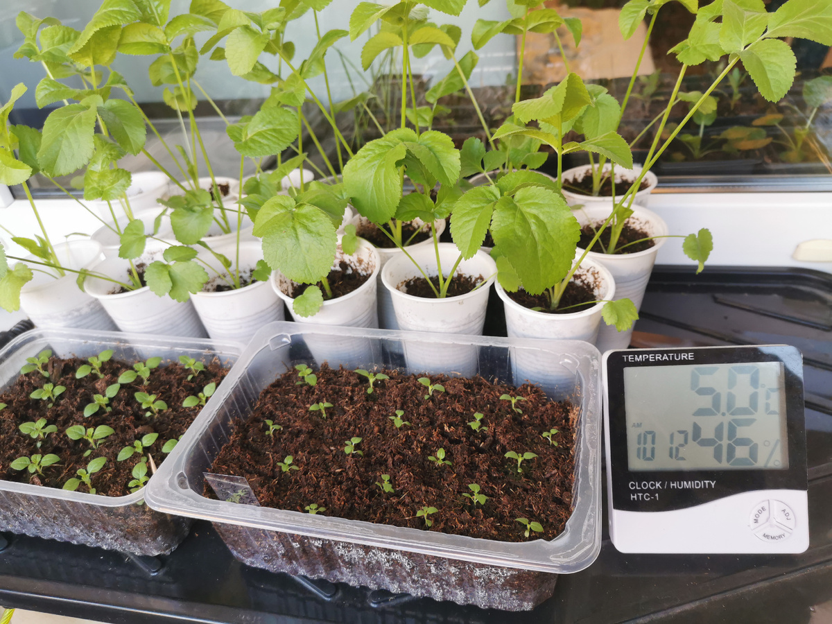 Амми и вербена закаляются