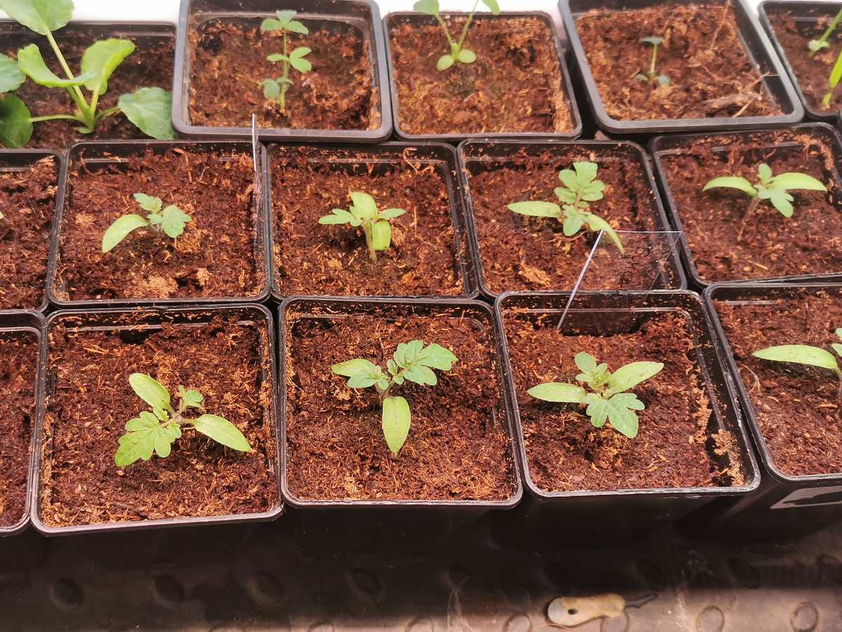 Черри "Бонсай"