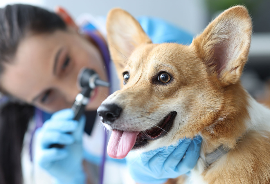    Shutterstock/FOTODOM