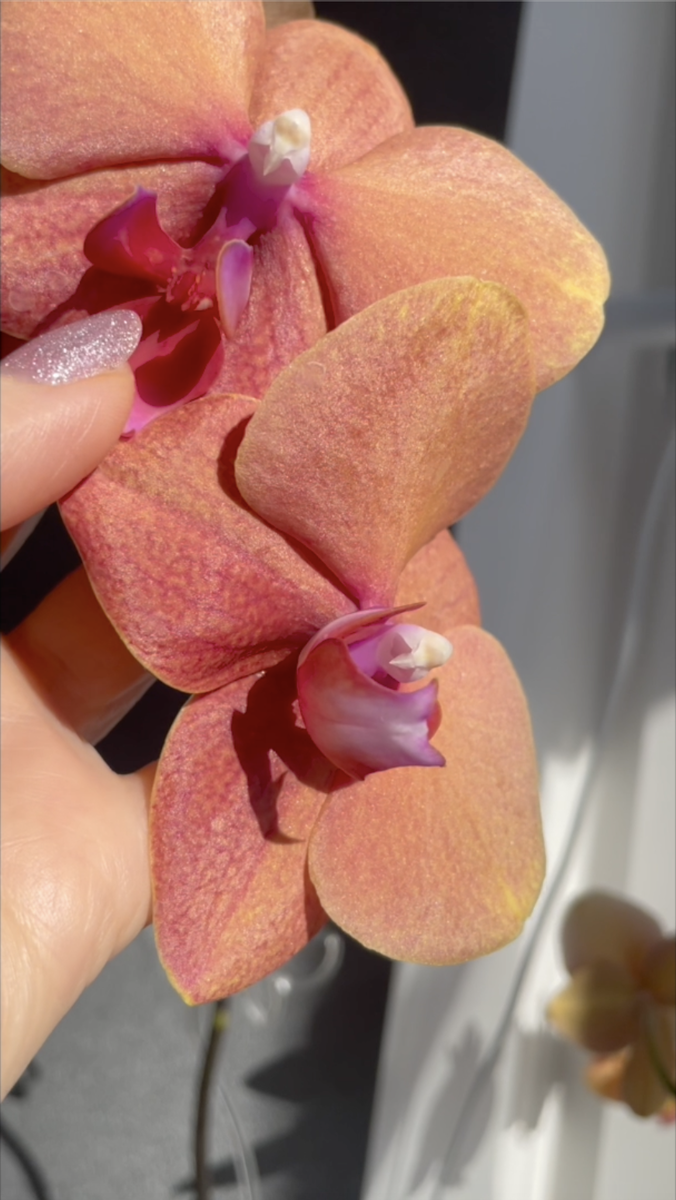 Наша гроиня - орхидея фаленопсис Песнь Прибоя / Phalaenopsis Surf Song. Орхидеи С Еленой Кузнецовой