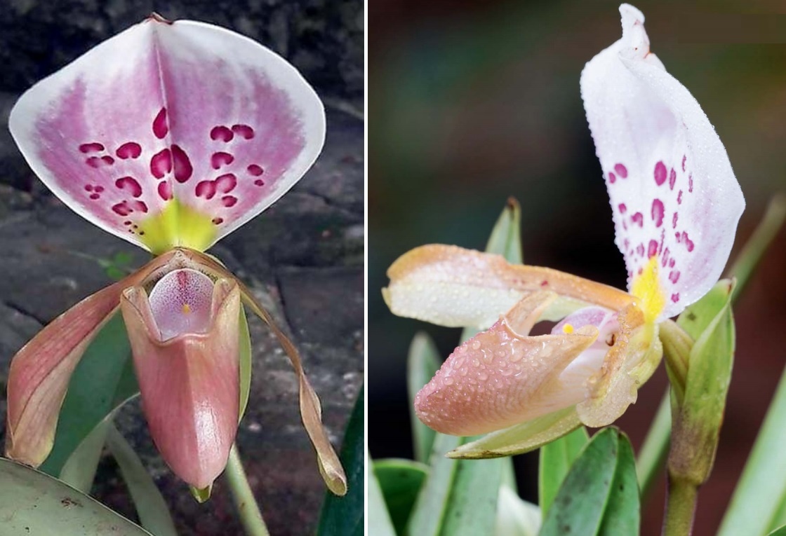 Фото с сайта novataxa.blogspot.comПавел Лопатко  📷
