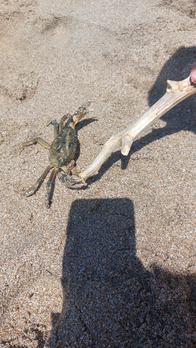 Крабик средних размеров