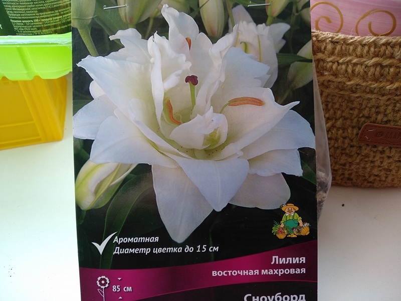 Белоснежная красотка