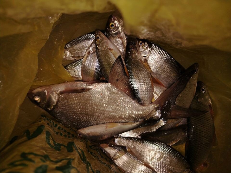    Уловы рыбаков Алтайского края. Источник: Алтайское рыболовное сообщество