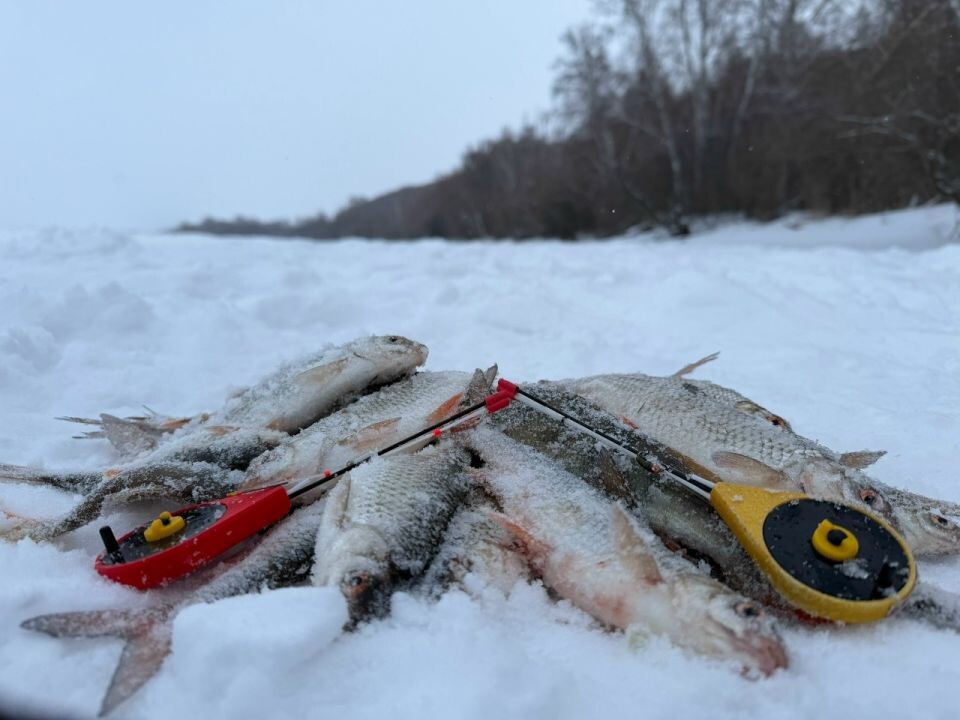    Уловы рыбаков Алтайского края. Источник: Алтайское рыболовное сообщество